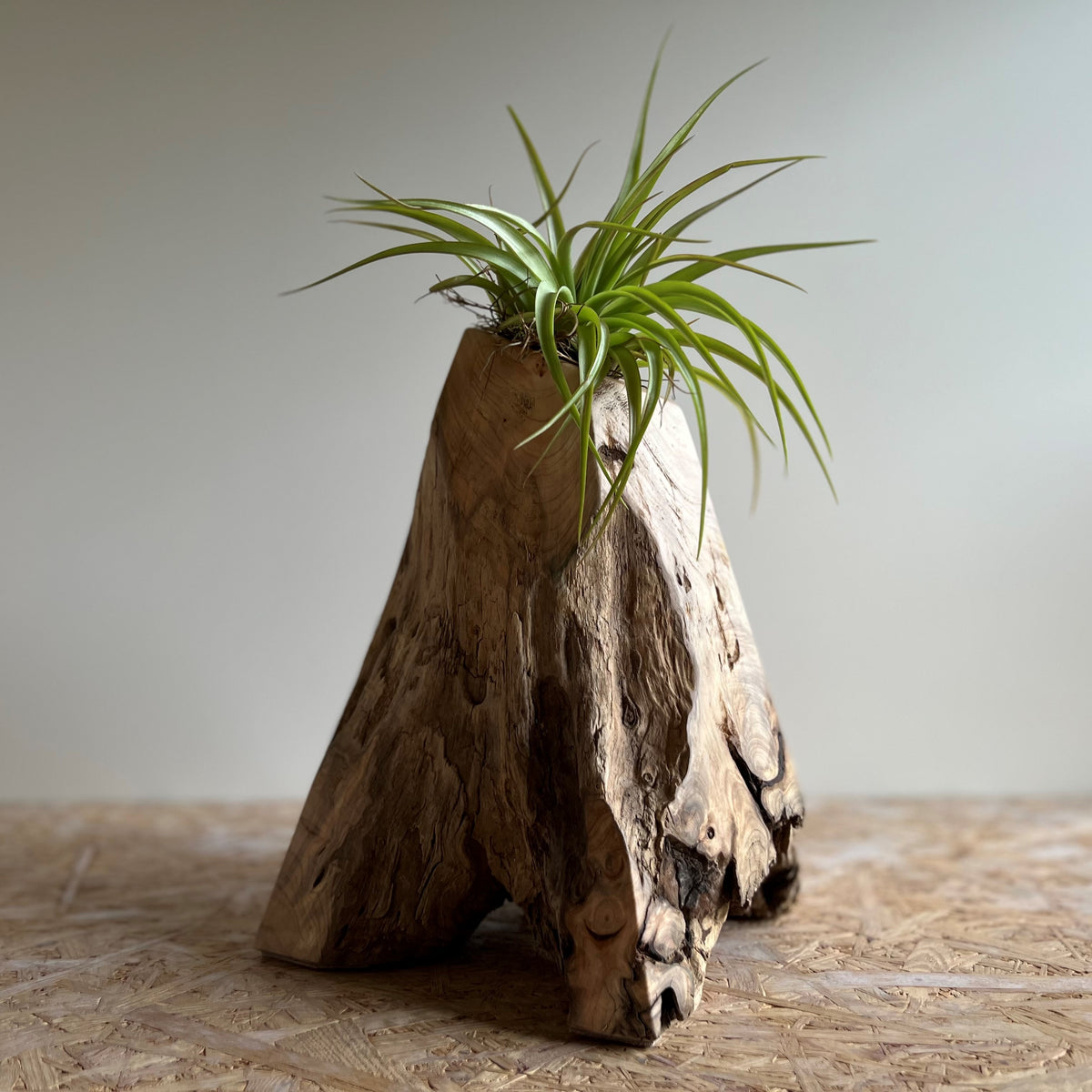Driftwood air planter — COMPLEX UNIVERSAL FURNITURE SUPPLY